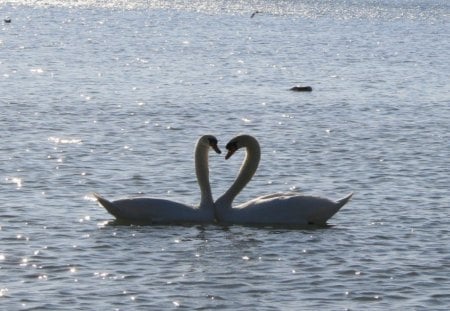 LOVE birds - heart shape, swans, water