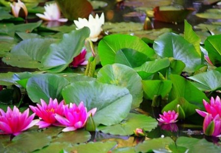 FLOATING BEAUTY - white, floats, pink, leaves, flowers