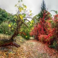 	cloudy day but vivid autumn colours