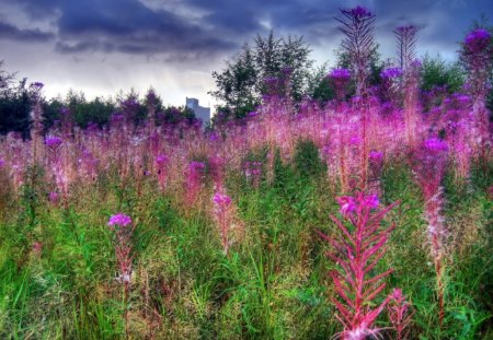 	Pink Glow - glow, flowers, pink