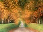 AUTOMN ROAD