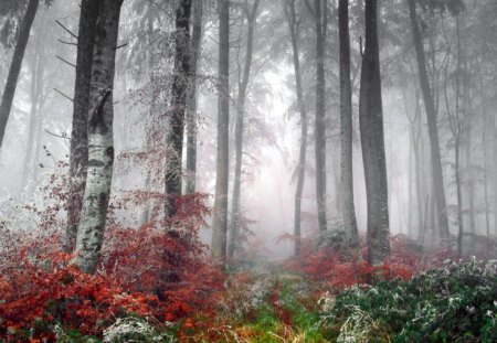 FOREST CLOUD - forest, nature