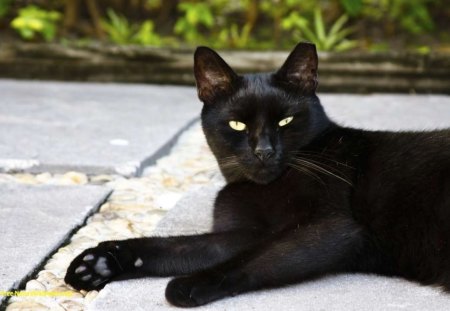 Black cat - cats, animals