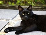 Black cat