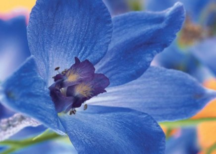 Blue flower - flowers, blue