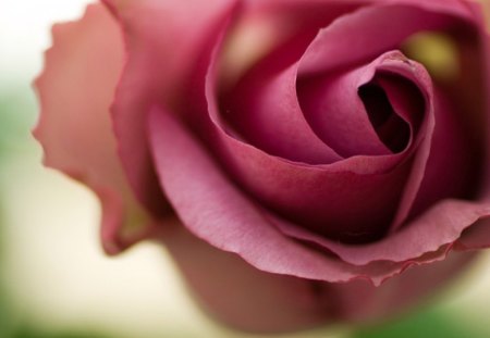 Pink rose - flowers, roses