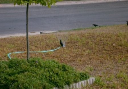 Playing in the sprinkler - sprinkler, yard, birds