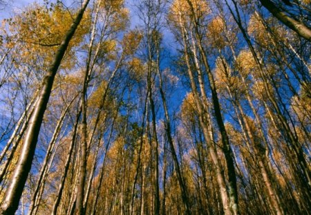 Lake_Alaska tree.. - forests, nature