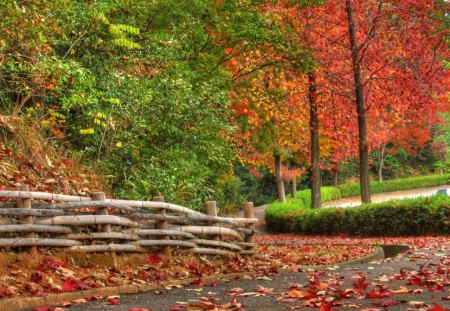 beauty autumn - leaves, beauty, autumn