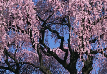 Nature beauty landscapes - flower, beauty