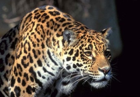 Jaguar - animals, jaguars