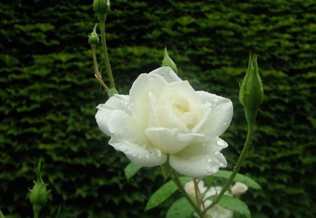 White rose - flowers, roses