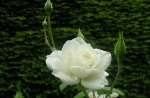 White rose