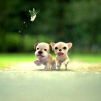 Two_Small Dogs running