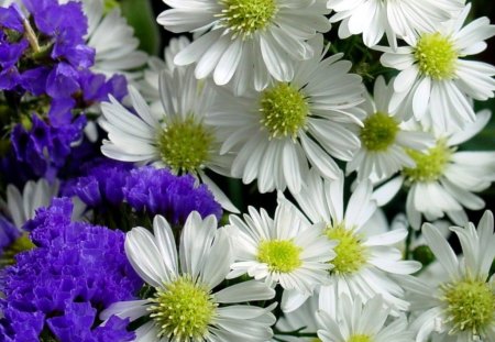 Flowers - flowers, white