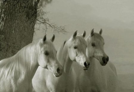 Arabian Horses - horses, arabian horses, animals