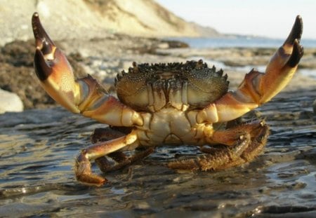 Sorry Guys, This Territory is Mine!! - animals, crab, crustacean, seafood