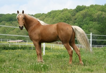 Palomino