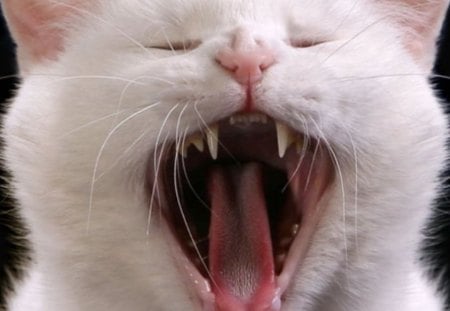 Opera Singer Kitty