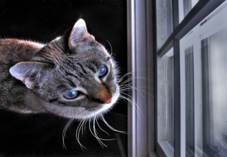 	orbit in the window on a snowy day - orbit, window, snow, day