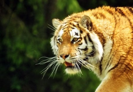 The Tiger - forest, tiger, cats, wild