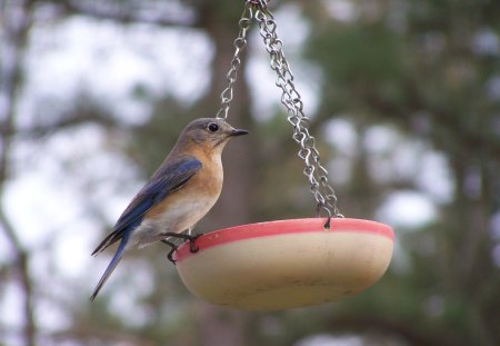 Eastern Bluebird - bluebird, nj