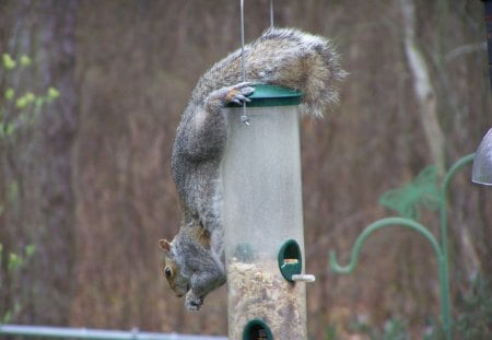 Love this bird food - birdfeeder, squirrel