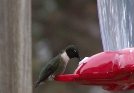 Hummingbird - birds, hummingbird