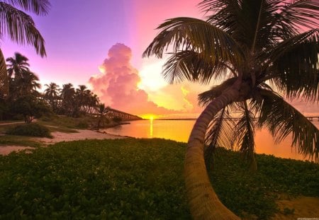 sunset behind palms  - palms, sunset