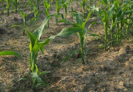 Ethanol in the Field - farm, michigan, corn, green, field, plants