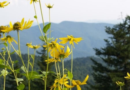 Rocky Mountain Daisies - montana, yellow, pine tree, flowers, rocky mountains