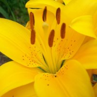 Yellow Lily