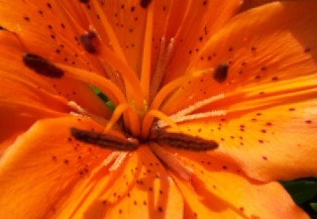 Orange Dream Lily - unique, beautiful, lillies, flower, orange, dream, lily, stunning, close up