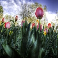 Flower Bed Tulips