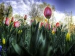 Flower Bed Tulips