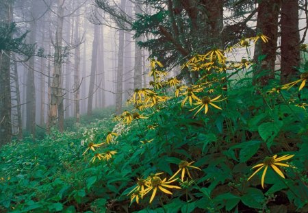 Woodland Sunflowers - abstract, entertainment, nature, other