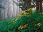 Woodland Sunflowers