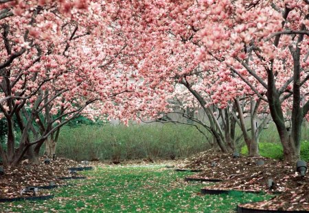 In Full Bloom