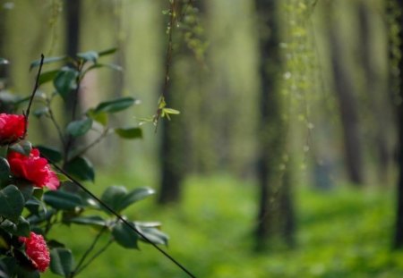 SPRING LOVE - spring, forest, contrast, red flowers