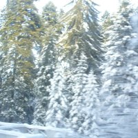 Snow trees at Borovets