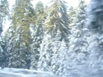 Snow trees at Borovets