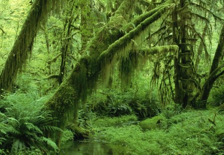 Green forest - green, forest