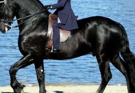 Perfect Outline - outline, horses, dutch, friesian, netherlands, friesland, animals