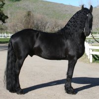 Friesian Stallion