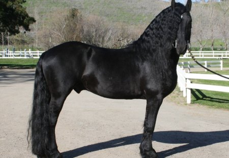 Friesian Stallion