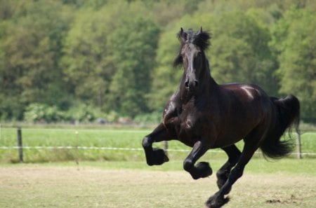 Pure Strenght - holland, horses, friesians, netherlands, friesland, animals, dutch horse