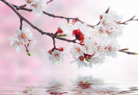 Spring Reflection - branch, water, limb, cherry blossoms, spring, reflection, Sakuara, apple blossoms, tree, reflect, flowers, lake