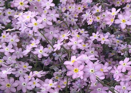 Pink Flowers - flowers, flower, pink, forget me not