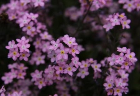 Forget me not - flowers, flower, Forget me not, pink