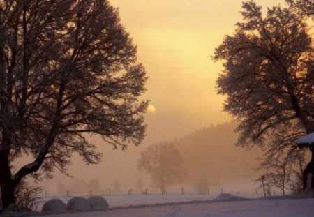 winter dawn on a farm - farm, fog, fields, trees, sunrise